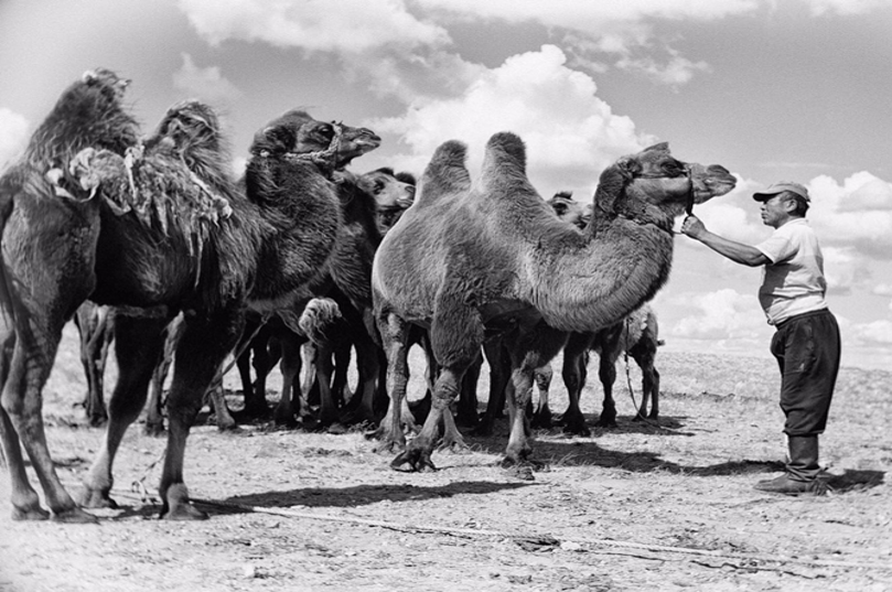 Life in Gobi Desert 2