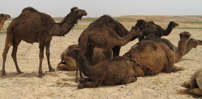 camel herd